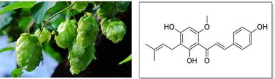 Anticancer Activity and Mechanism of Xanthohumol: A Prenylated Flavonoid From Hops (Humulus lupulus L.)